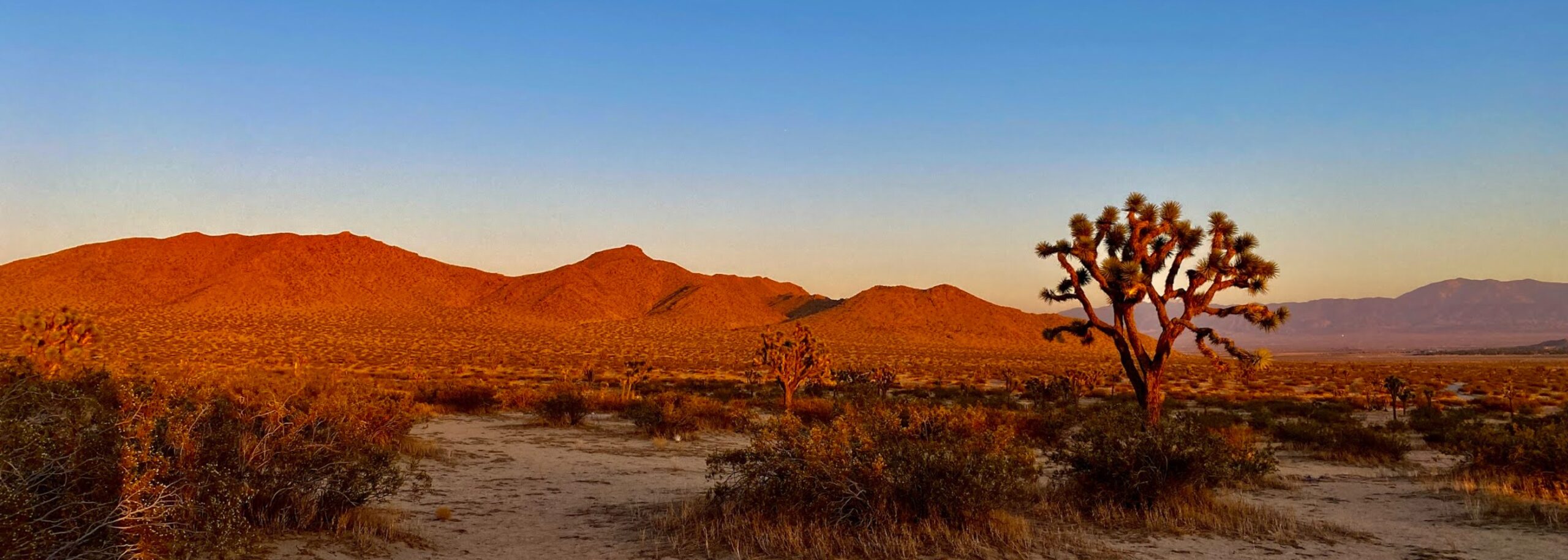 Desert landscape at sunset near Lancaster, California, with Joshua trees and mountain range — symbolizing the journey of transforming leaders.