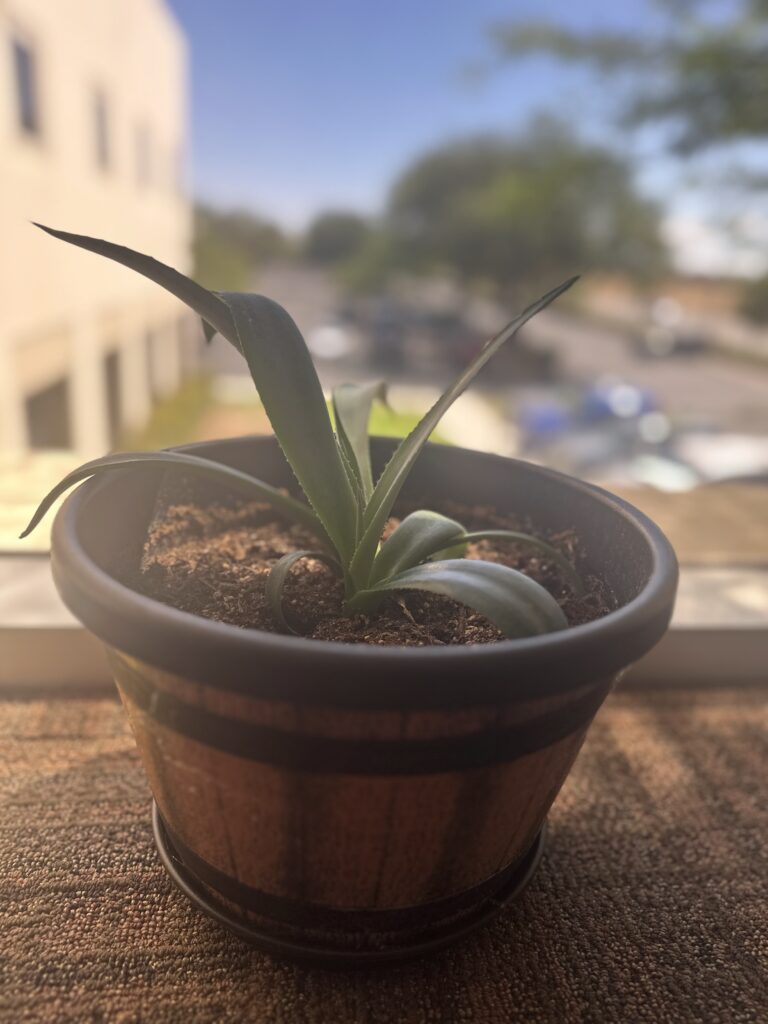 7 Unshakable Leadership Lessons: What You Sow Is What Will Show 2 A small, mistaken plant once believed to be a Joshua Tree, symbolizing the truth that what you sow is what will show.