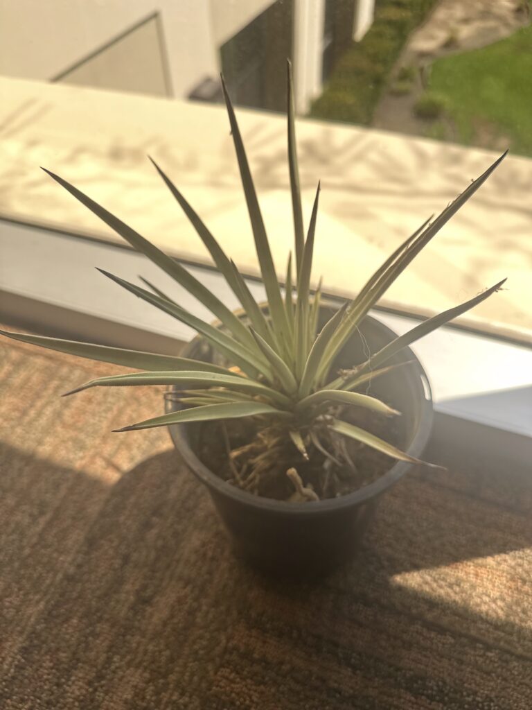 7 Unshakable Leadership Lessons: What You Sow Is What Will Show 4 A real Joshua Tree in a pot, given as a gift after a message about sowing spiritual seeds. A symbol that what you sow is what will show.