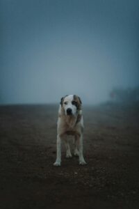 Overcoming Guilt and Shame; 7 Surprisingly Practical Strategies